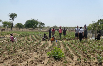 Community farming