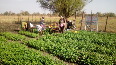 Farming project