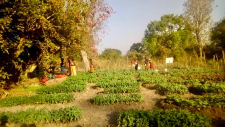 Farming project